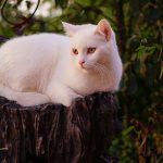 white cat