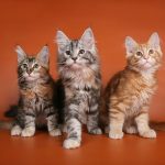 Maine Coons
