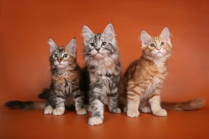 Maine Coons