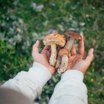 magic mushrooms near me