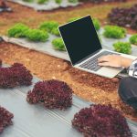 landscaping and fencing