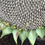 what to plant in october