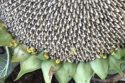 what to plant in october