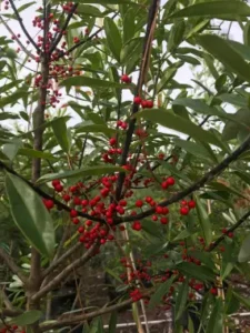 cost of tree removal