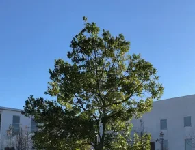 cost of tree removal