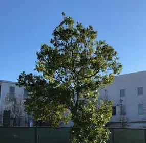 cost of tree removal