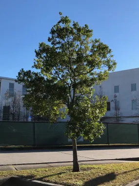 cost of tree removal