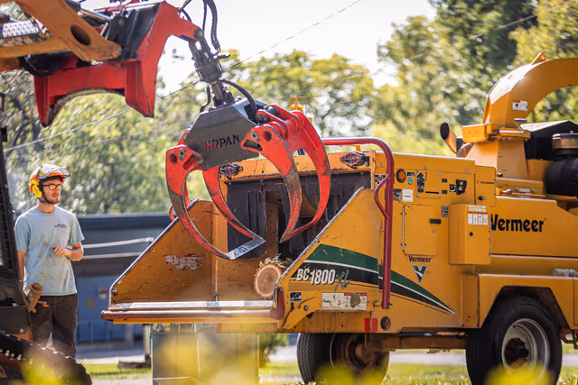 tree removal services