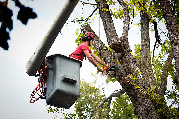 Tree trimming