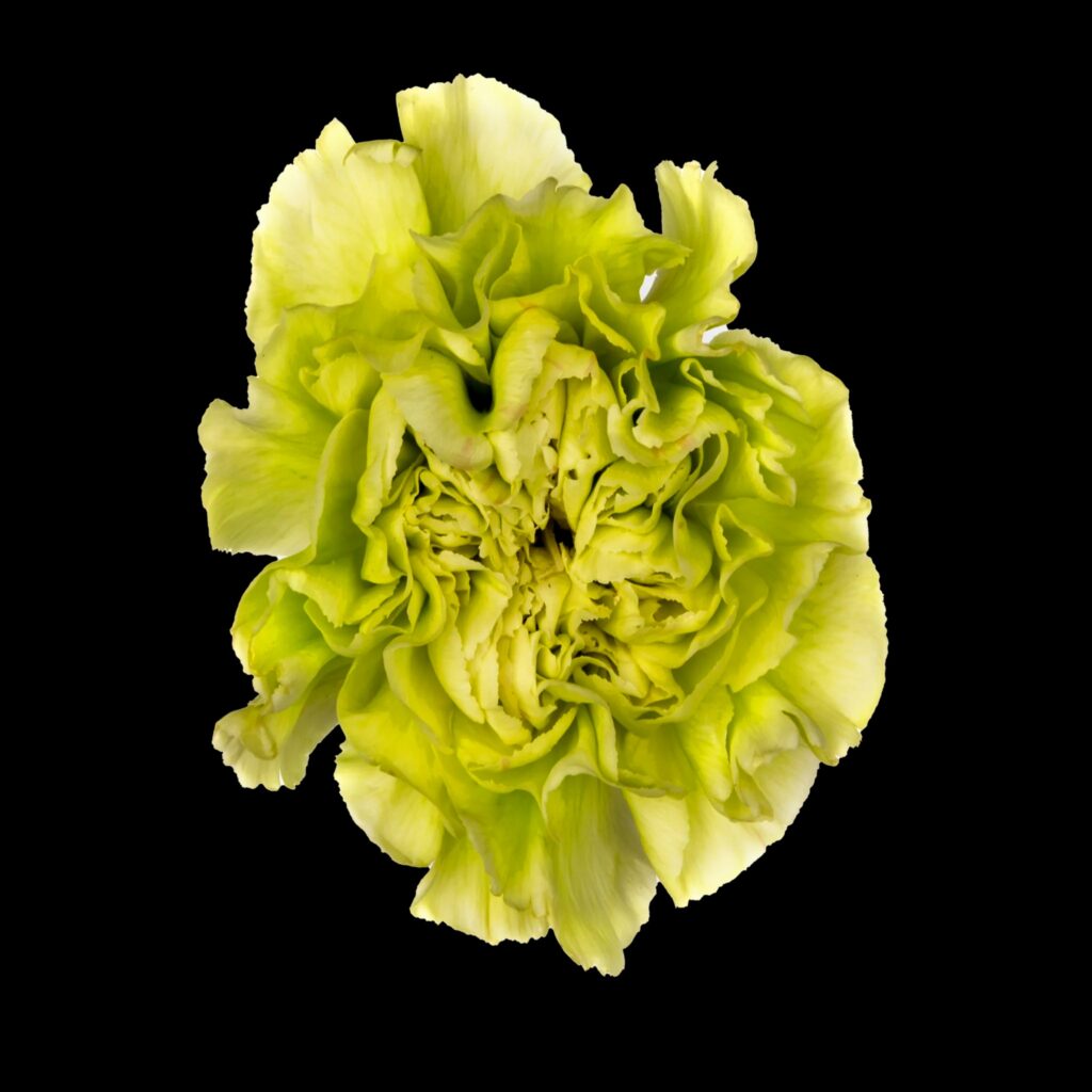 wholesale carnations