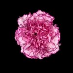 wholesale carnations