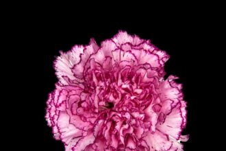 wholesale carnations