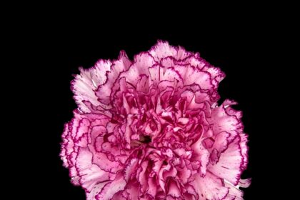 wholesale carnations