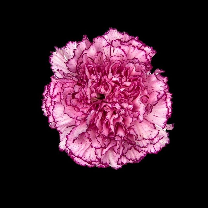 wholesale carnations